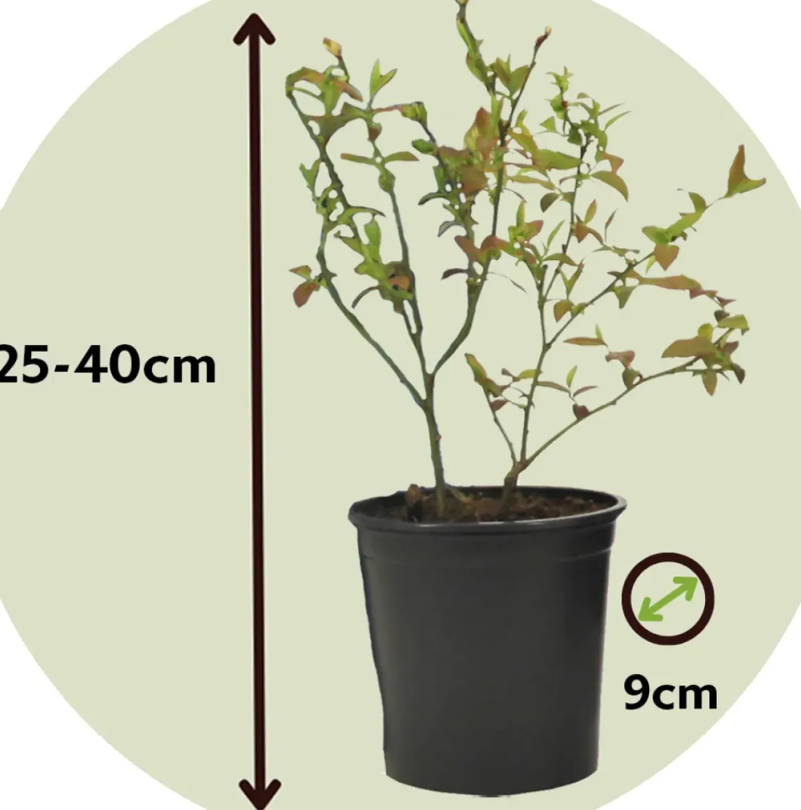 Smoothie Mix - Mix Van 8 - Goji,Cranberry,Bes, Kiwi - Pot 9Cm - Hoogte 25-40Cm