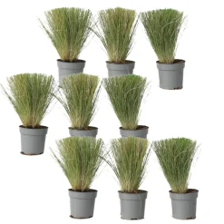 Stipa Tenuifolia 'Pony Tails' - Set Van 9 - Gras - Pot 9Cm - Hoogte 20-30Cm