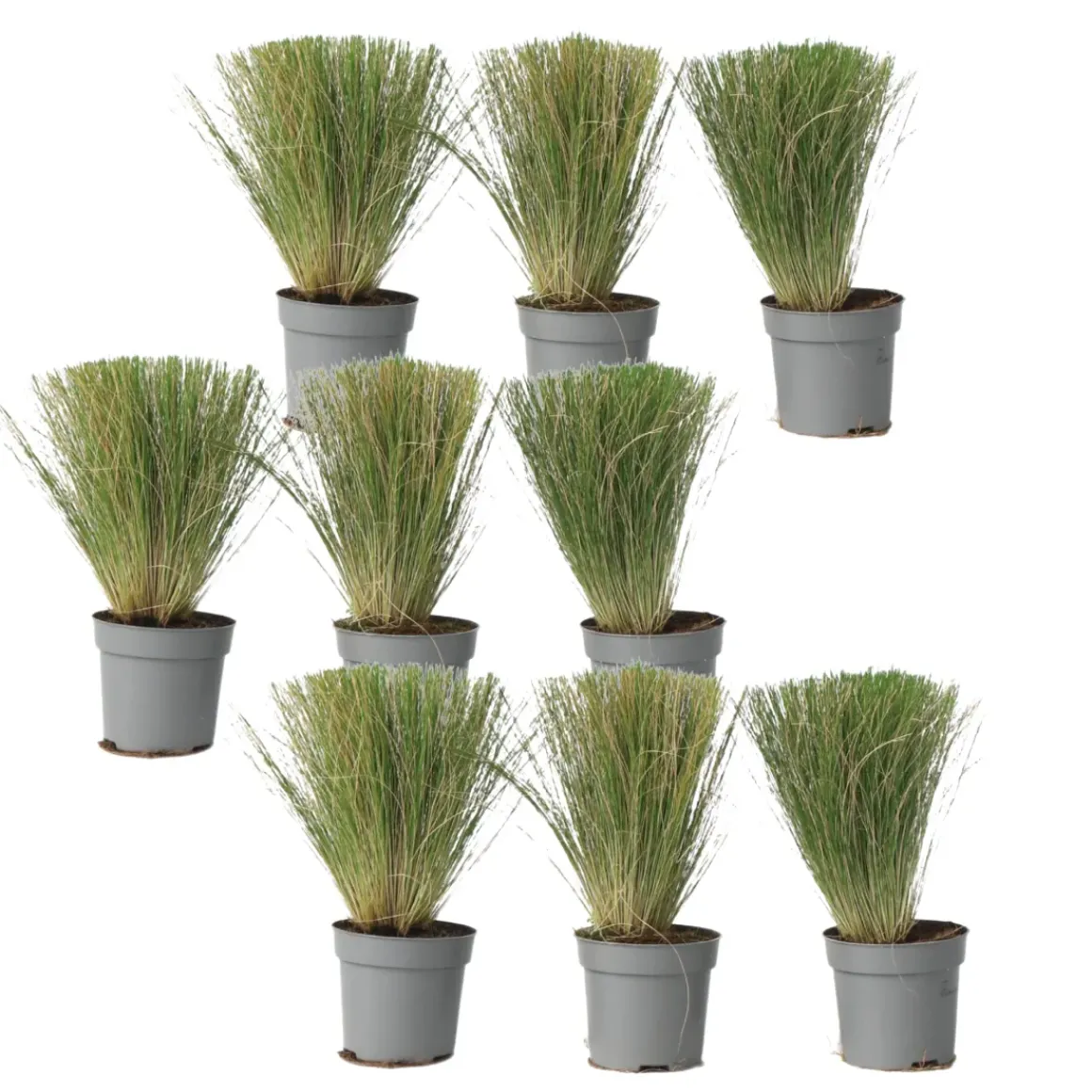 Stipa Tenuifolia 'Pony Tails' - Set Van 9 - Gras - Pot 9Cm - Hoogte 20-30Cm