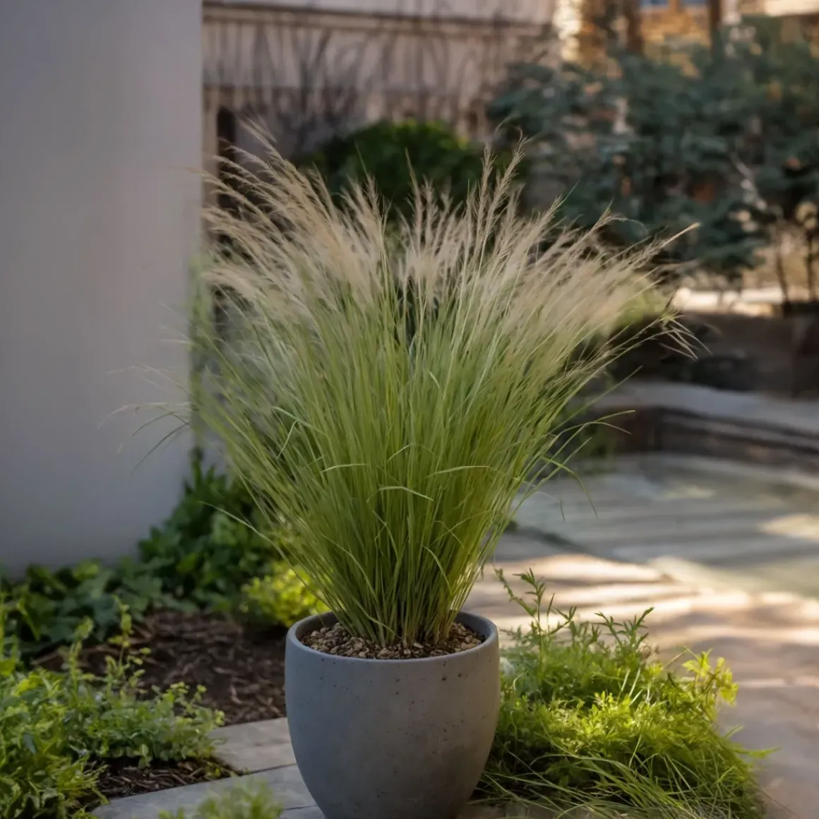 Stipa Tenuifolia 'Pony Tails' - Set Van 9 - Gras - Pot 9Cm - Hoogte 20-30Cm