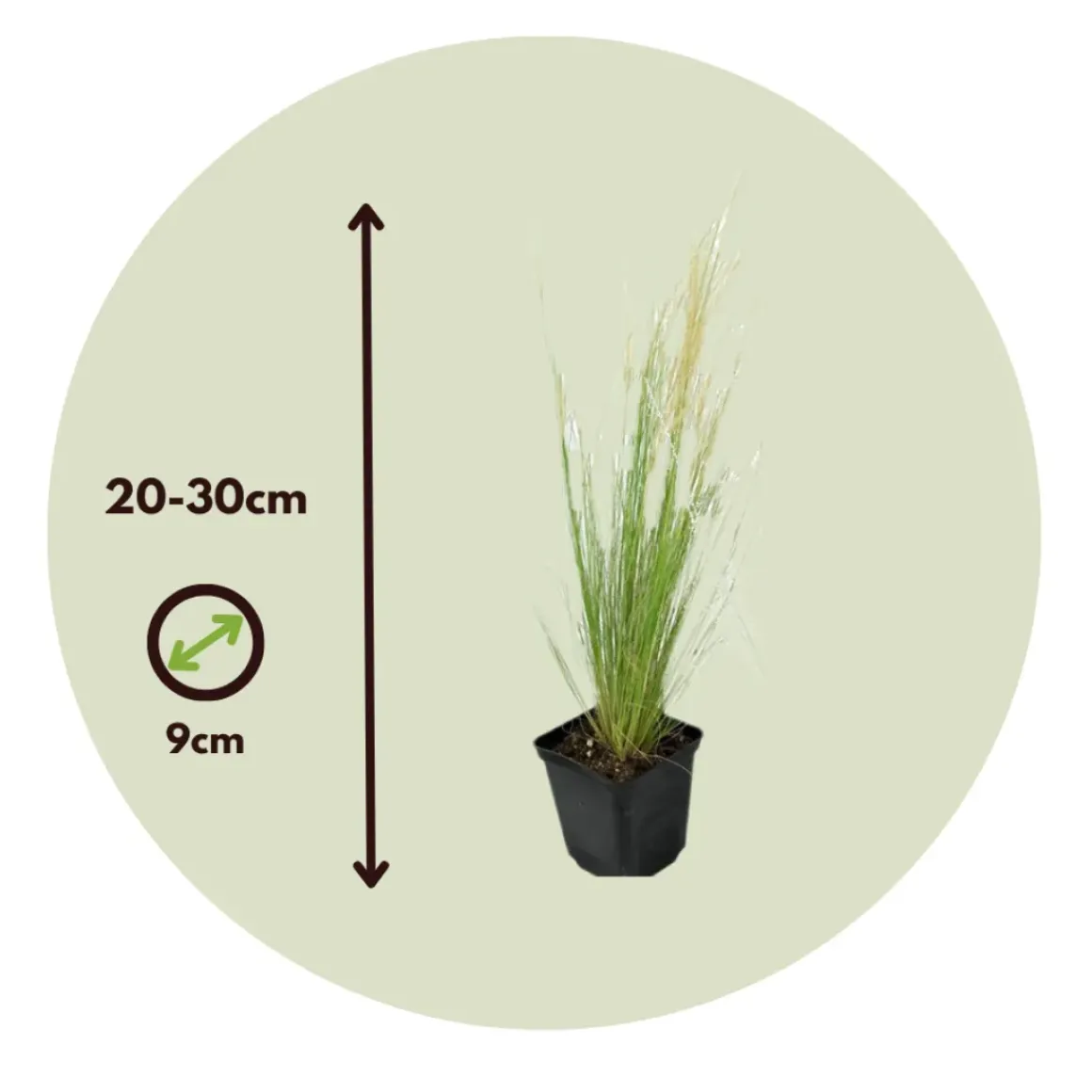 Stipa Tenuifolia 'Pony Tails' - Set Van 9 - Gras - Pot 9Cm - Hoogte 20-30Cm