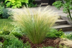 Stipa Tenuifolia 'Pony Tails' - Set Van 9 - Gras - Pot 9Cm - Hoogte 20-30Cm