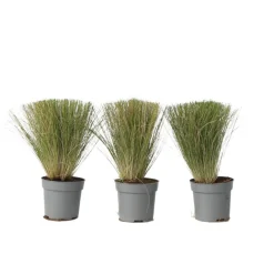 Stipa Tenuifolia 'Pony Tails' - Set Van 3 - Gras - Pot 9Cm - Hoogte 20-30Cm