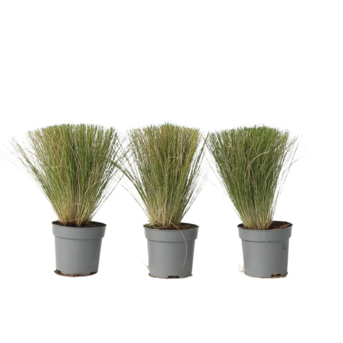 Stipa Tenuifolia 'Pony Tails' - Set Van 3 - Gras - Pot 9Cm - Hoogte 20-30Cm
