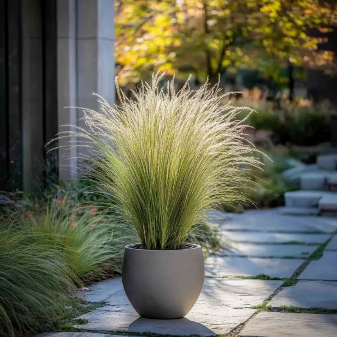 Stipa Tenuifolia 'Pony Tails' - Set Van 3 - Gras - Pot 9Cm - Hoogte 20-30Cm