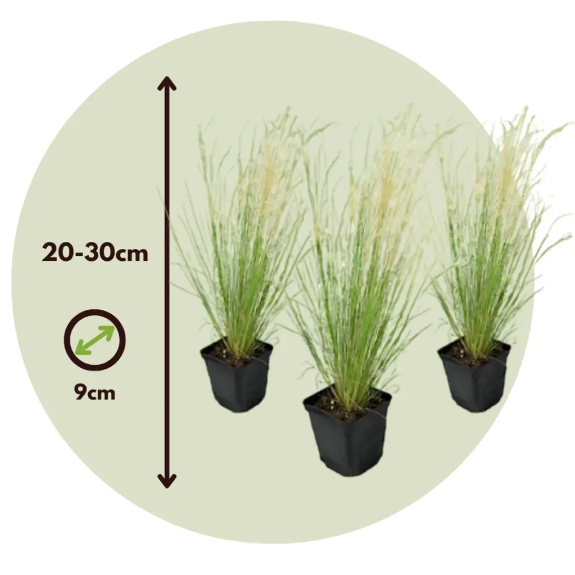 Stipa Tenuifolia 'Pony Tails' - Set Van 3 - Gras - Pot 9Cm - Hoogte 20-30Cm