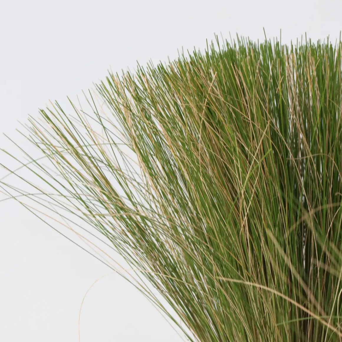 Stipa Tenuifolia 'Pony Tails' - Set Van 3 - Gras - Pot 9Cm - Hoogte 20-30Cm