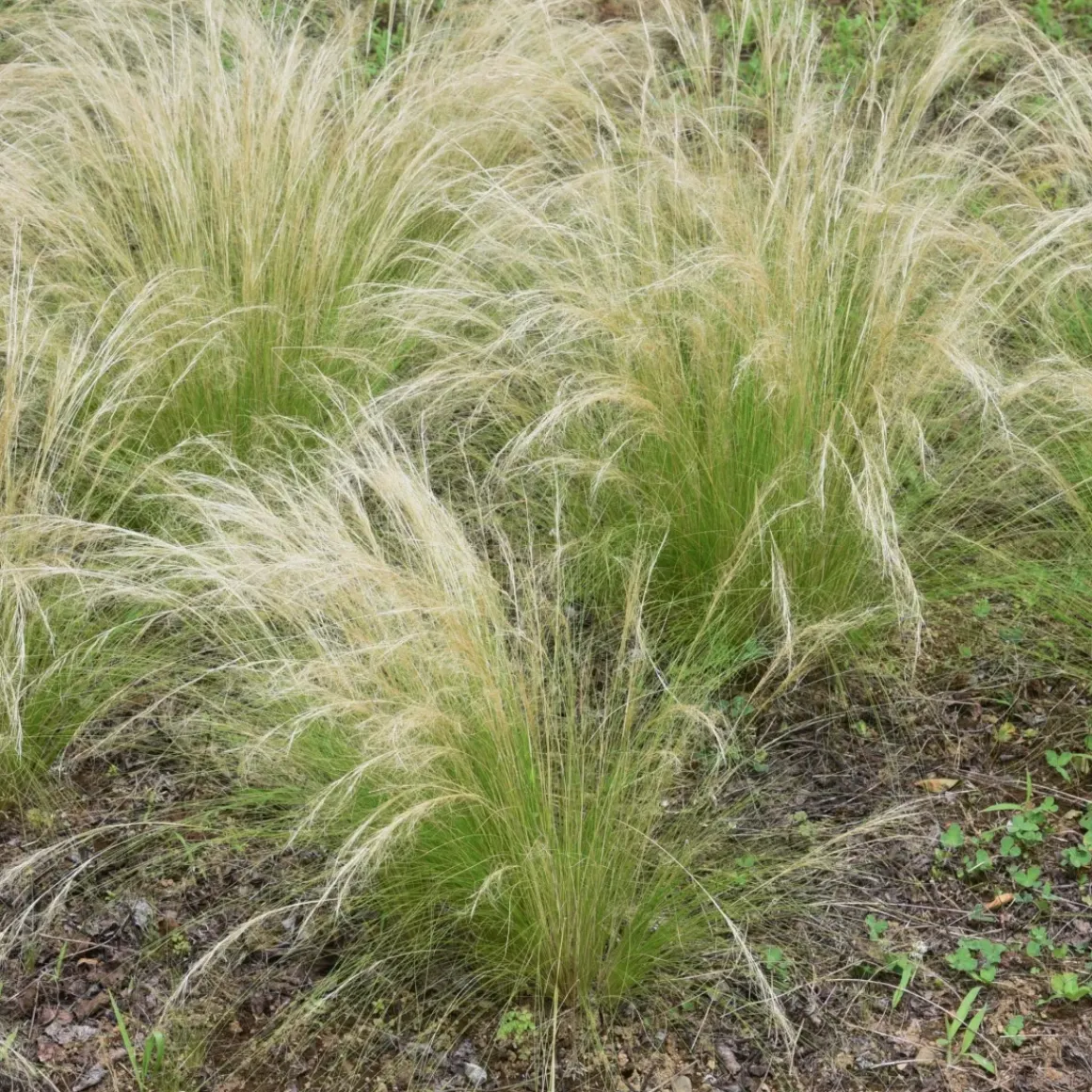 Stipa Tenuifolia 'Pony Tails' - Set Van 3 - Gras - Pot 9Cm - Hoogte 20-30Cm
