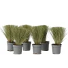 Stipa Tenuifolia 'Pony Tails' - Set Van 6 - Gras - Pot 9Cm - Hoogte 20-30Cm
