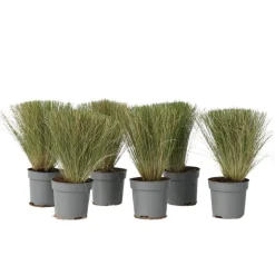 Stipa Tenuifolia 'Pony Tails' - Set Van 6 - Gras - Pot 9Cm - Hoogte 20-30Cm