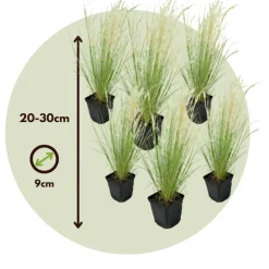 Stipa Tenuifolia 'Pony Tails' - Set Van 6 - Gras - Pot 9Cm - Hoogte 20-30Cm