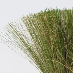 Stipa Tenuifolia 'Pony Tails' - Set Van 6 - Gras - Pot 9Cm - Hoogte 20-30Cm