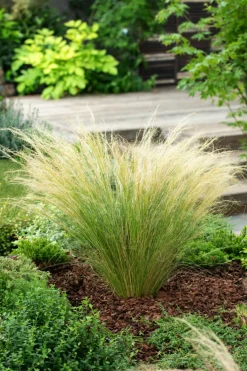 Stipa Tenuifolia 'Pony Tails' - Set Van 6 - Gras - Pot 9Cm - Hoogte 20-30Cm