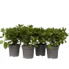 Viburnum Tinus - Set Van 4 - Groenblijvend - Pot 17Cm - Hoogte 25-40Cm
