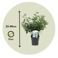 Viburnum Tinus - Set Van 4 - Groenblijvend - Pot 17Cm - Hoogte 25-40Cm