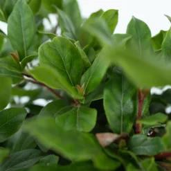 Viburnum Tinus - Set Van 4 - Groenblijvend - Pot 17Cm - Hoogte 25-40Cm