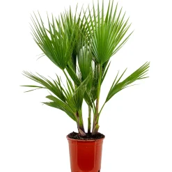 Washingtonia Robusta - Mexicaanse Waaierpalm - Palm - Groenblijvend - 21 Cm – ↕80-100 Cm