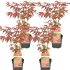 4X Acer Palmatum 'Atropurpureum' - Japanse Esdoorn - Heester - Winterhard - 10,5 Cm - ↕25-30 Cm