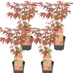 4X Acer Palmatum 'Atropurpureum' - Japanse Esdoorn - Heester - Winterhard - 10,5 Cm - ↕25-30 Cm