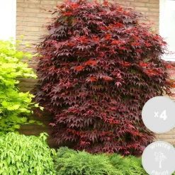 4X Acer Palmatum 'Atropurpureum' - Japanse Esdoorn - Heester - Winterhard - 10,5 Cm - ↕25-30 Cm