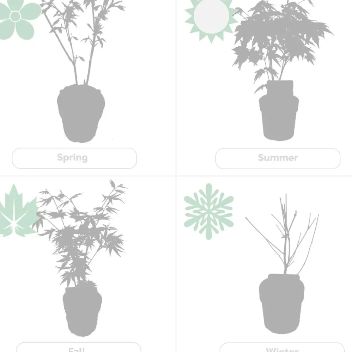 4X Acer Palmatum 'Atropurpureum' - Japanse Esdoorn - Heester - Winterhard - 10,5 Cm - ↕25-30 Cm