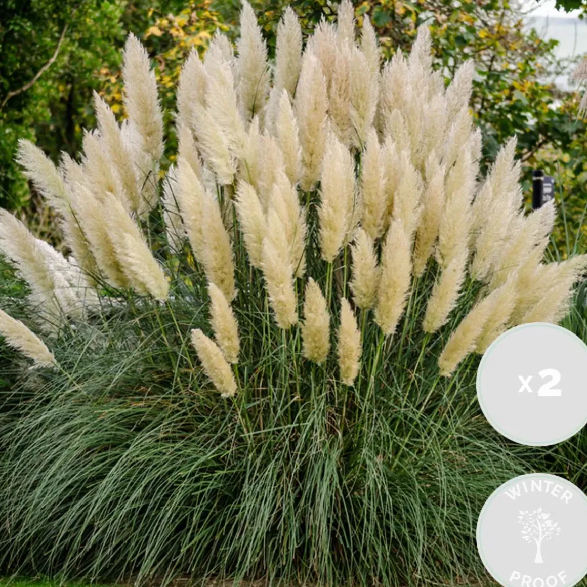 2X Cortaderia ‘Pumila' - Pampasgras - Siergrassen - Winterhard - 13 Cm - ↕20-30 Cm