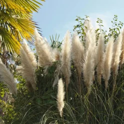 2X Cortaderia ‘Pumila' - Pampasgras - Siergrassen - Winterhard - 13 Cm - ↕20-30 Cm