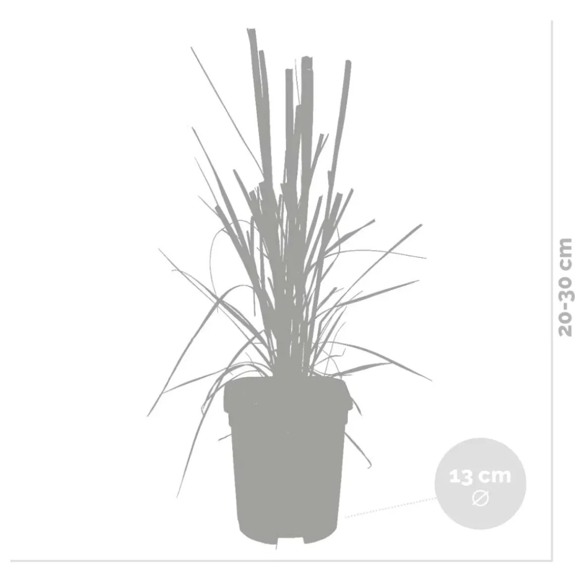 2X Cortaderia ‘Pumila' - Pampasgras - Siergrassen - Winterhard - 13 Cm - ↕20-30 Cm