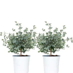 2X Eucalyptus Gunnii - Gomboom - Heester - Groenblijvend - 14 Cm - ↕25-35 Cm