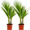 2X Washingtonia Robusta - Mexicaanse Waaierpalm - Palm - Groenblijvend - 17 Cm - ↕60-75 Cm
