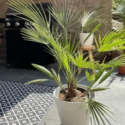 2X Washingtonia Robusta - Mexicaanse Waaierpalm - Palm - Groenblijvend - 17 Cm - ↕60-75 Cm